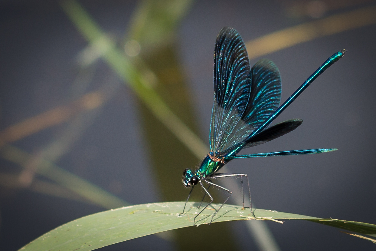 Blauflügelprachtlibelle