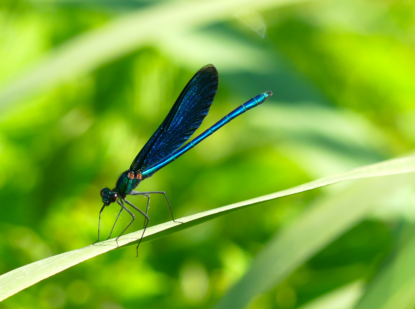 Blauflügelprachtlibelle