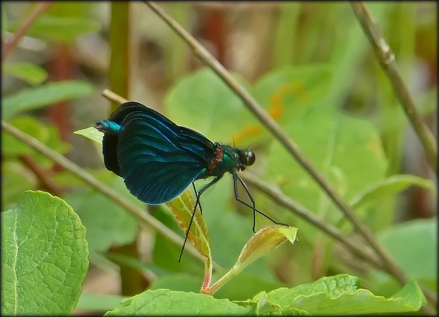 Blauflügelprachtlibelle