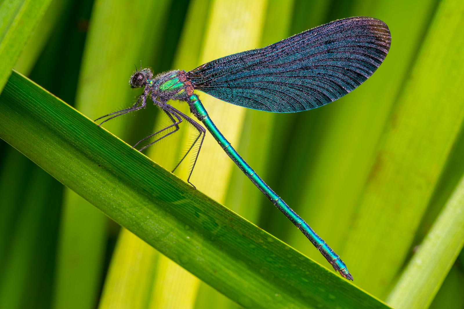 Blauflügelprachtlibelle