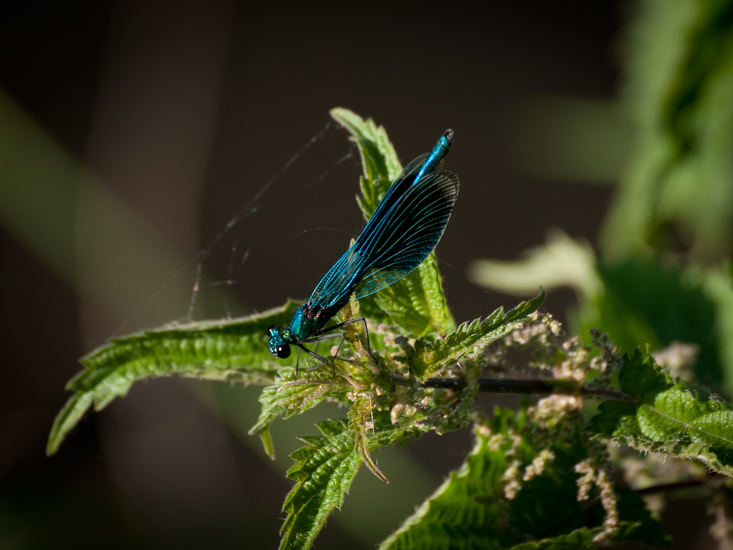 Blauflügelprachtlibelle am Bachlauf