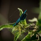 Blauflügelprachtlibelle am Bachlauf