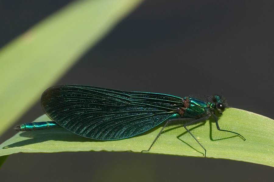 Blauflügelprachtlibelle (Calopteryx virgo)