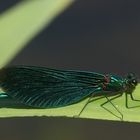 Blauflügelprachtlibelle (Calopteryx virgo)