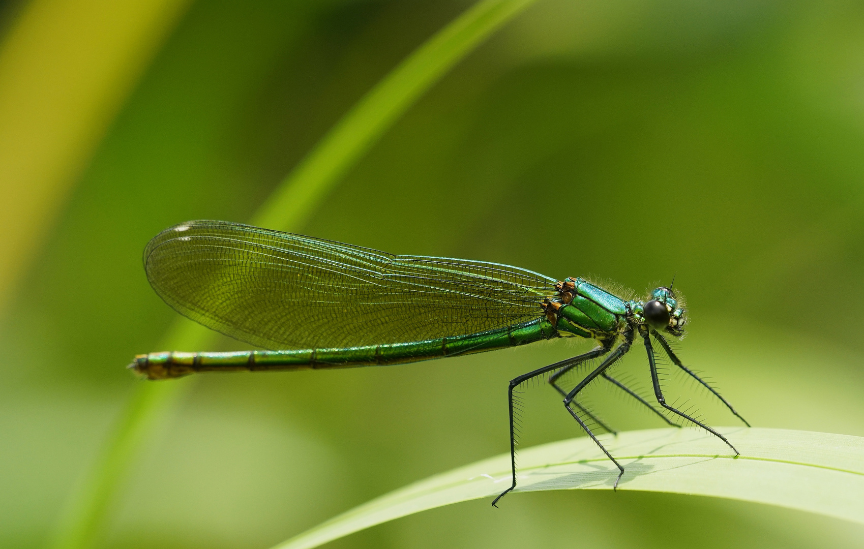 Blauflügelprachtlibelle.