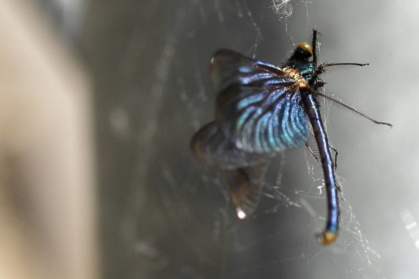 Blauflügelprachtlibelle im Netz