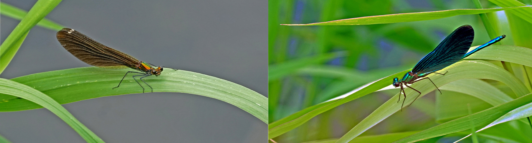 Blauflügelprachtlibelle - links weiblich, rechts männlich