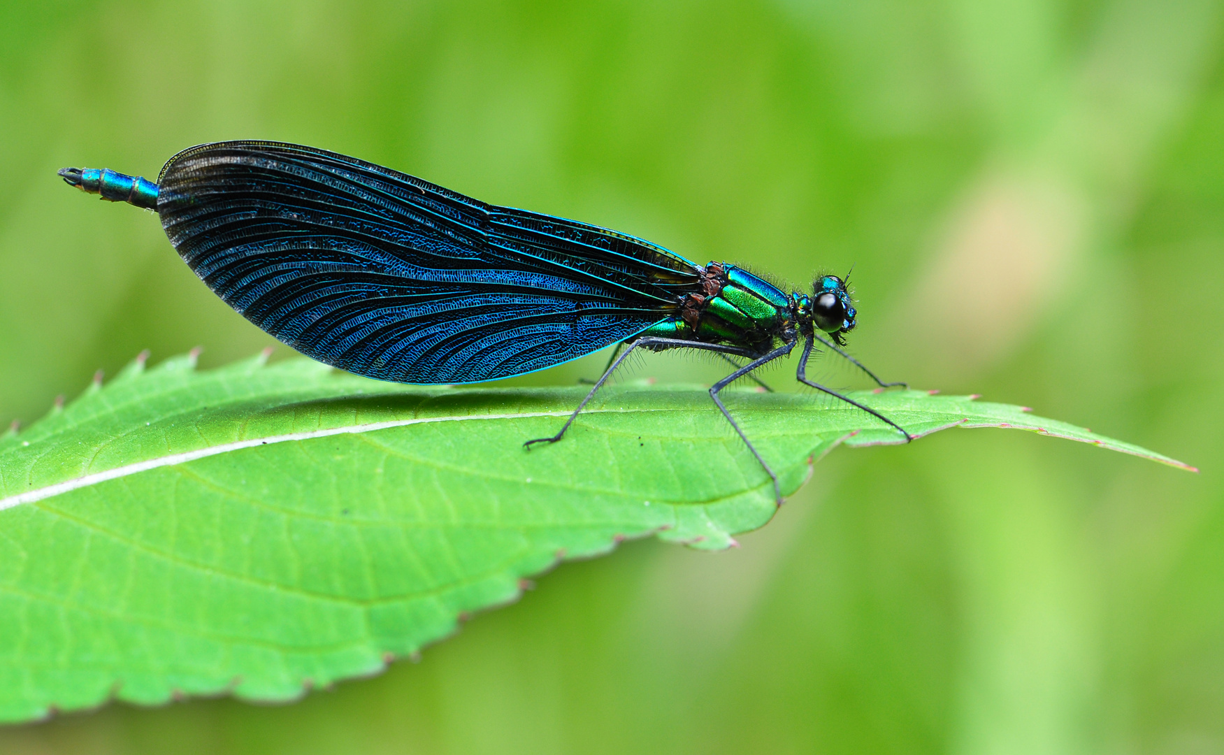 Blauflügelprachtlibelle m