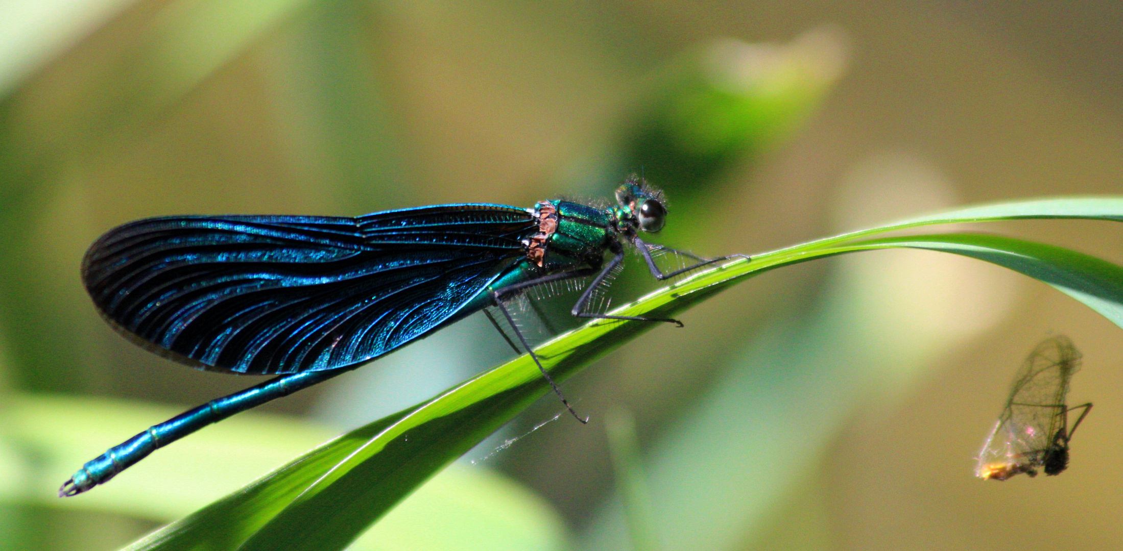 Blauflügelprachtlibelle ( Männchen)