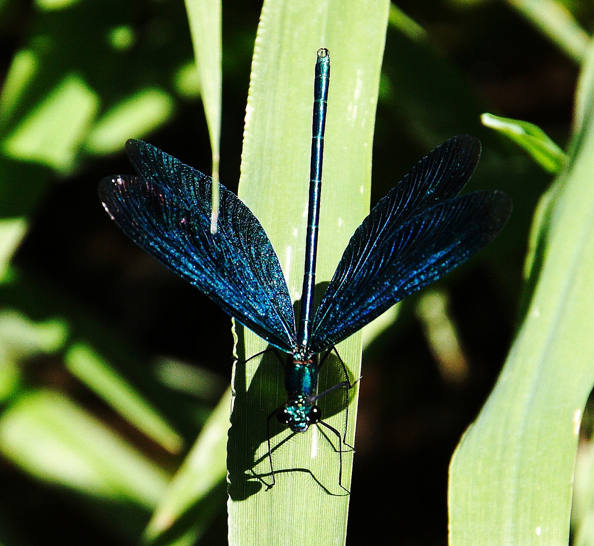 Blauflügelprachtlibelle (Männchen)