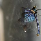 Blauflügelprachtlibelle u Spinnennetz