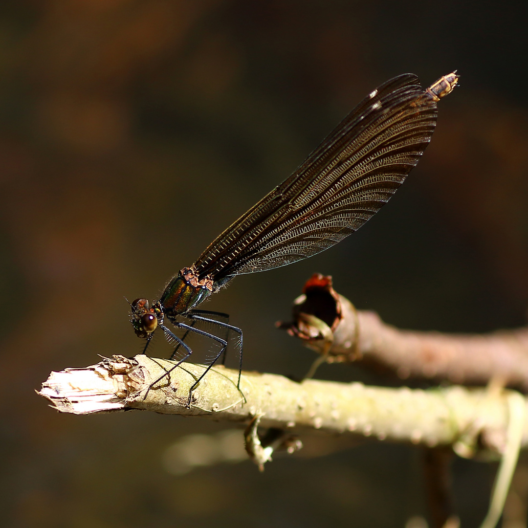 Blauflügelprachtlibelle (Weibchen)