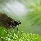 Blauflügelprachtlibelle - Weibchen beobachtet mich vom Tannenbaum aus