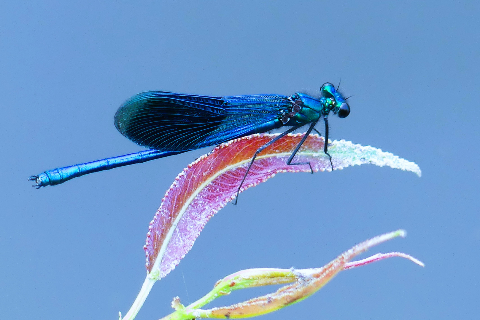 Blauflügelprachtlibelle zum blauen Montag