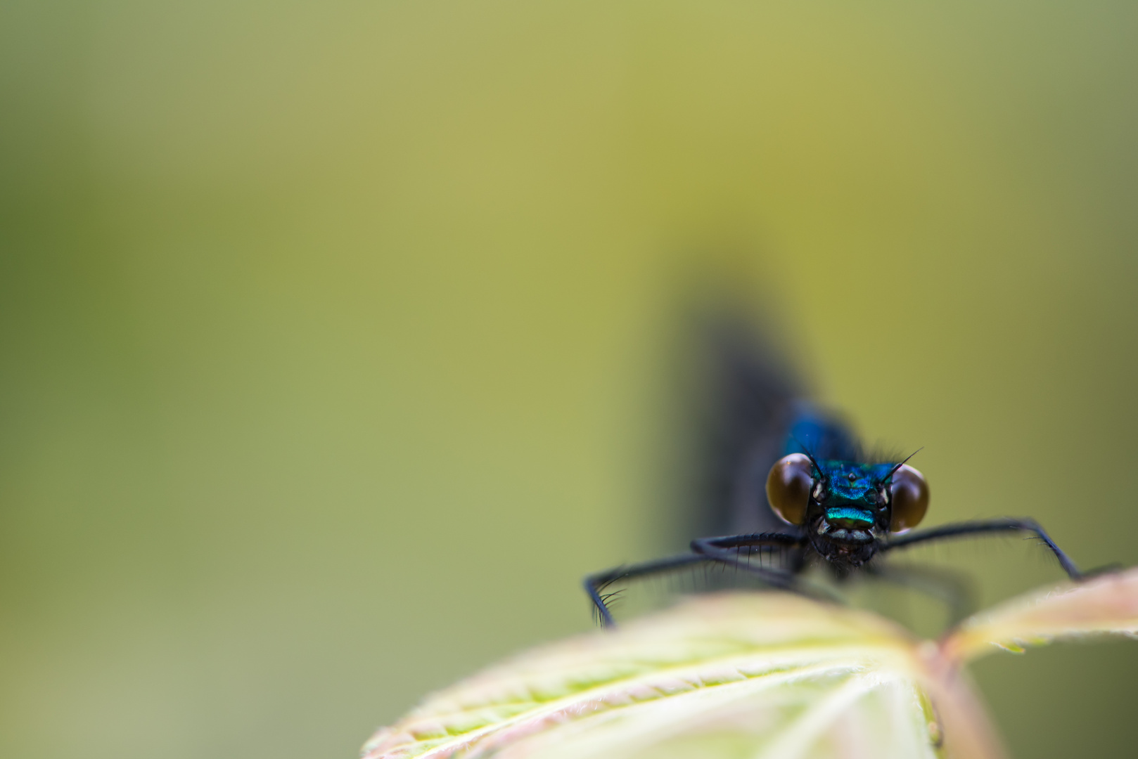 Blauflüglige Libelle