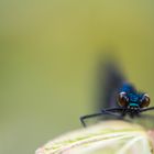 Blauflüglige Libelle