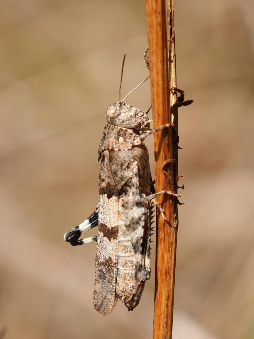 Blauflüglige Ödlandschrecke (Oedipoda caerulescens)