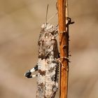 Blauflüglige Ödlandschrecke (Oedipoda caerulescens)