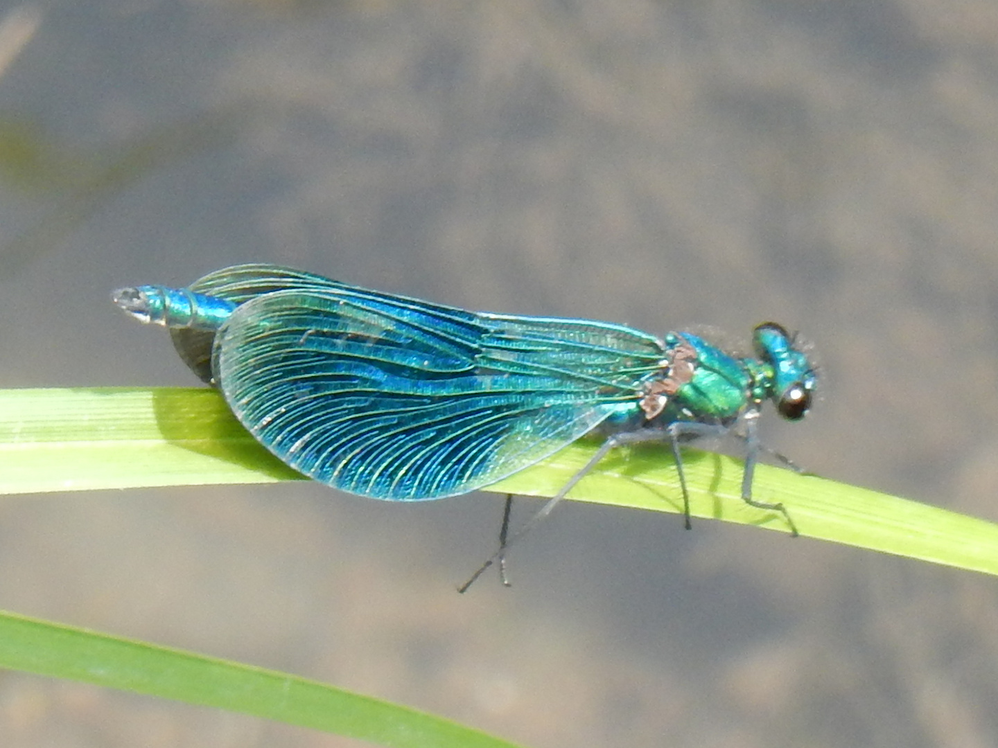 Blauflüglige Prachtlibelle