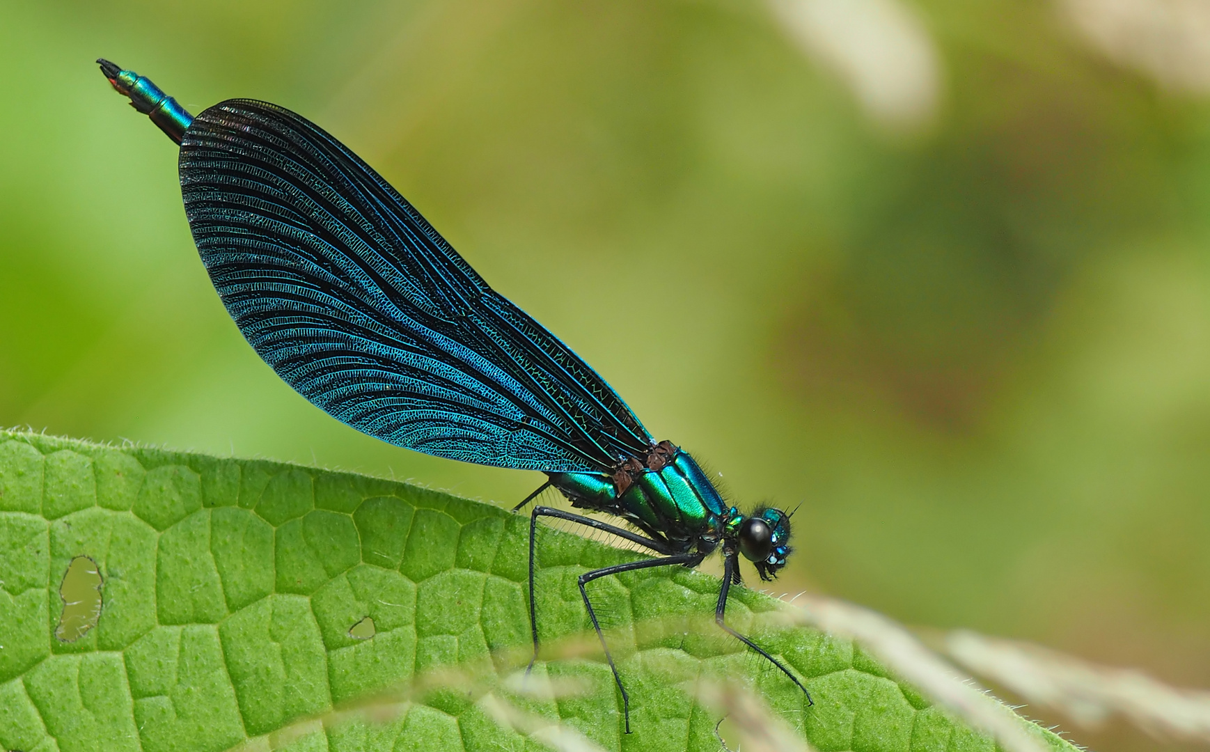 Blauflüglige Prachtlibelle