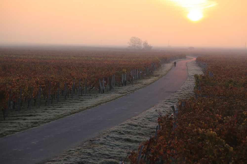 Blaufränkischland, morgens