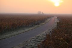 Blaufränkischland, morgens