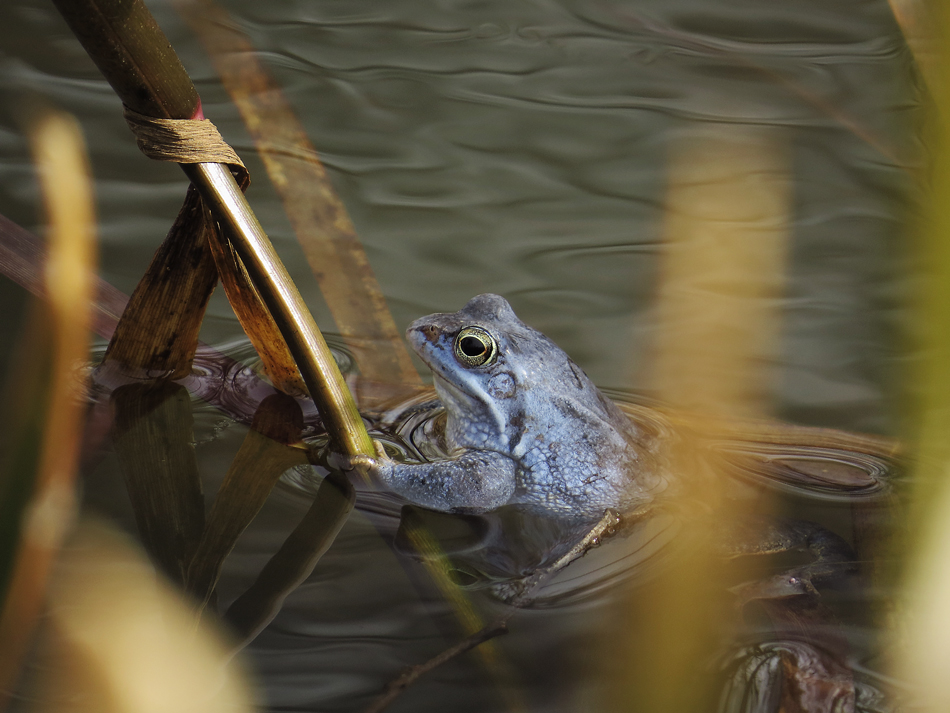 BLAUFROSCH