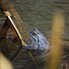 BLAUFROSCH