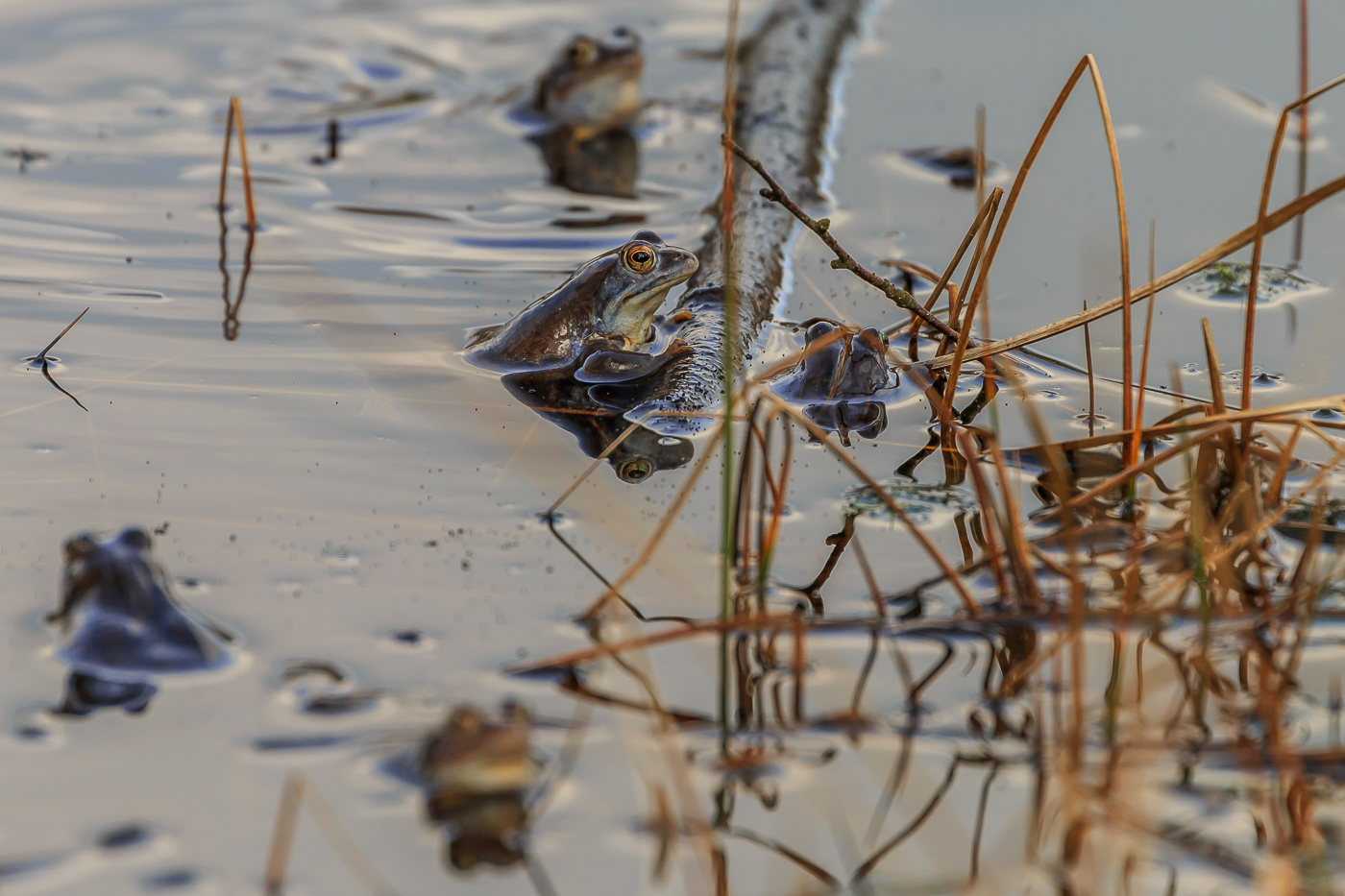 Blaufrosch