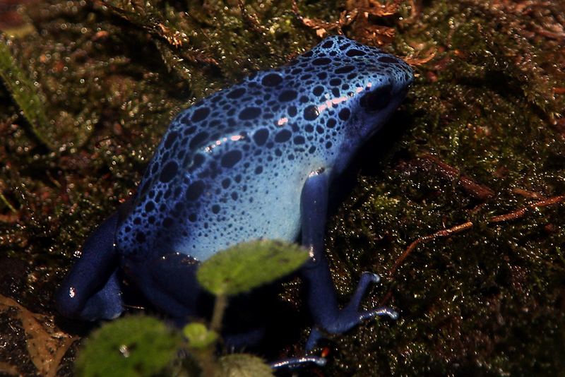 Blaufrosch