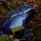 Blaufrosch