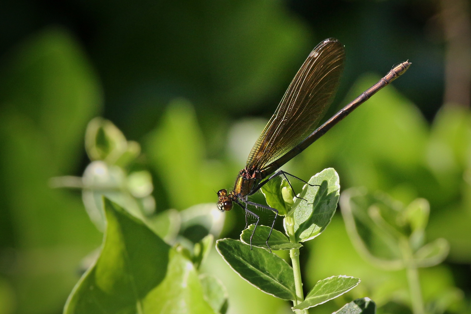 Blaufügel-Pachtlibelle, Weibchen (2017_06_19_EOS 100D_1778_ji)