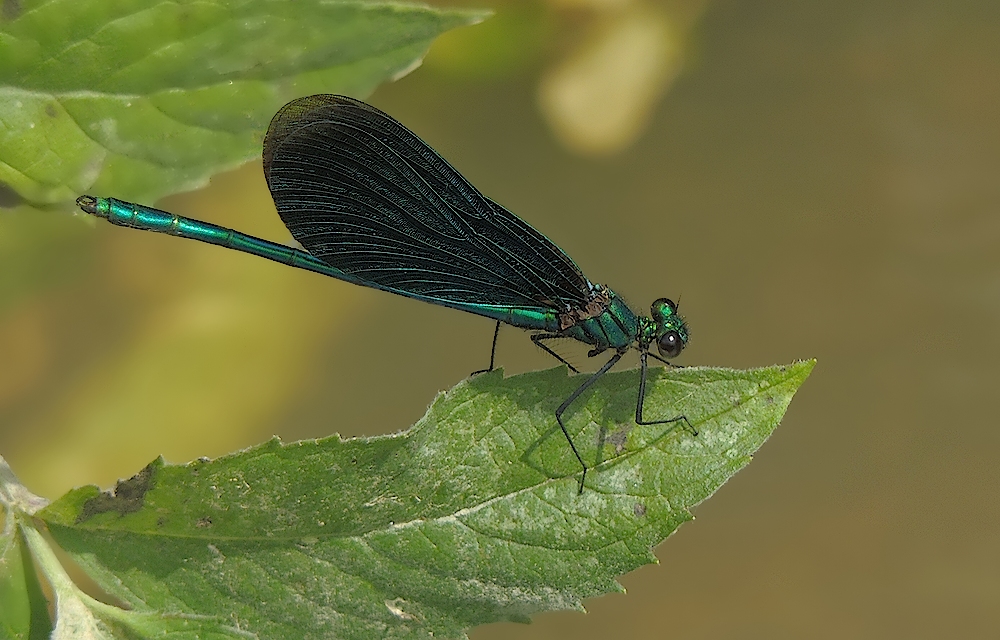 Blaufügel Prachtlibelle