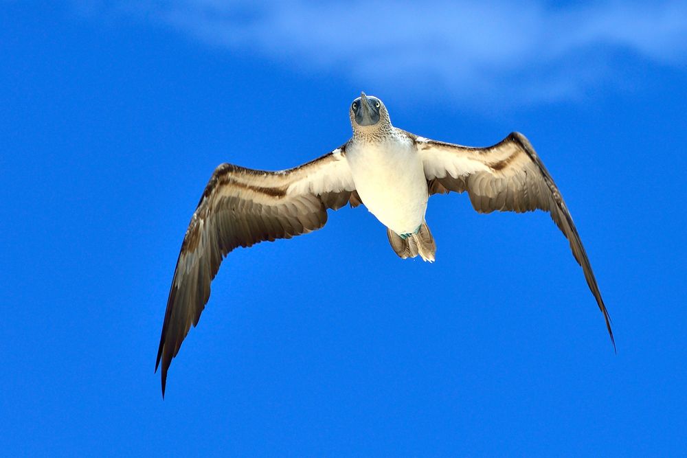 Blaufuß-Tölpel im Flug