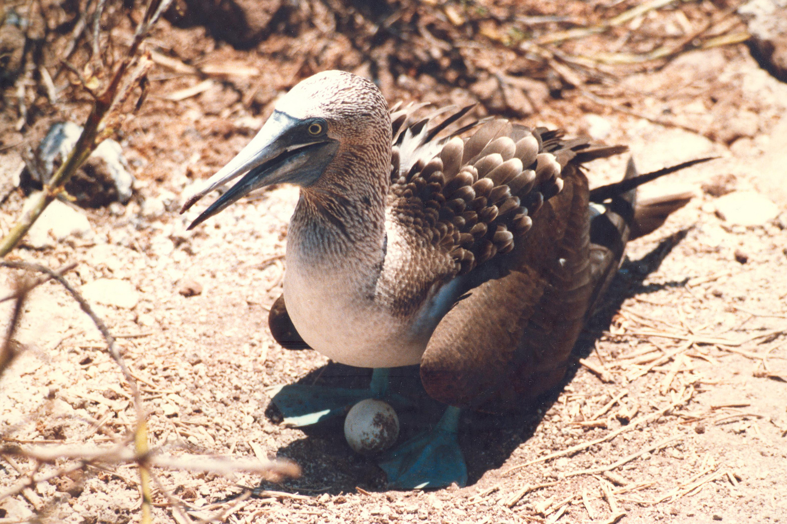 Blaufuß-Tölpel mit Ei auf Galapagos