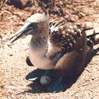 Blaufuß-Tölpel mit Ei auf Galapagos