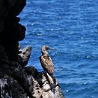 Blaufußtölpel auf Galapagos