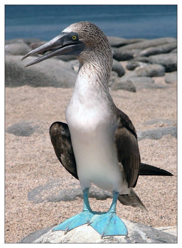 Blaufusstölpel auf Seymour, Galapagos