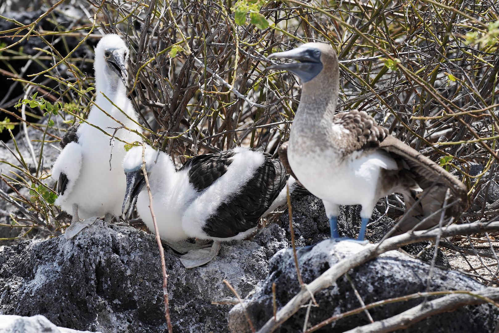 Blaufußtölpel, Blue-footed boobies (Sula nebouxii) Altvogel mit zwei Jungvögel