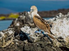 Blaufusstölpel / Blue Footed Booby.           DSC_8585-