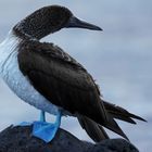 Blaufußtölpel, Blue-footed booby (Sula nebouxii )