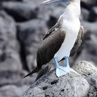 Blaufußtölpel, Blue footed booby (Sula nebouxii)