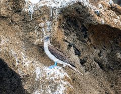 Blaufusstölpel-                       _DSC9601