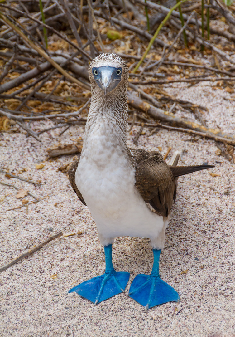 Blaufusstölpel Galapagos