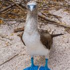 Blaufusstölpel Galapagos