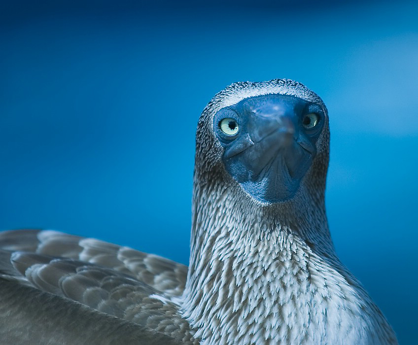 Blaufußtölpel (Galapagos)