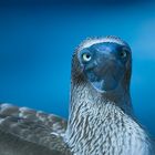 Blaufußtölpel (Galapagos)