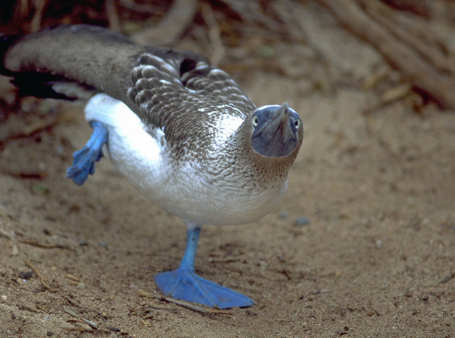 Blaufußtölpel im Balzfieber.