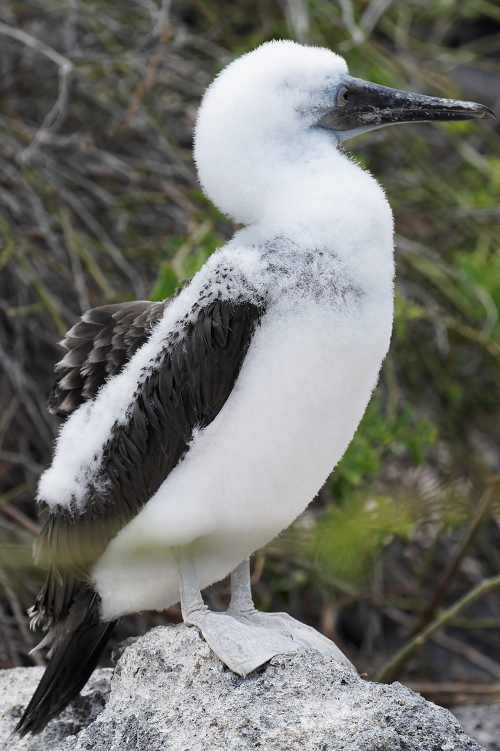 Blaufußtölpel Jungvogel (hat noch keine blaue Füße)