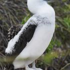 Blaufußtölpel Jungvogel (hat noch keine blaue Füße)